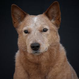 Australian Cattle Dog All Grown Up from Linda Griffiths