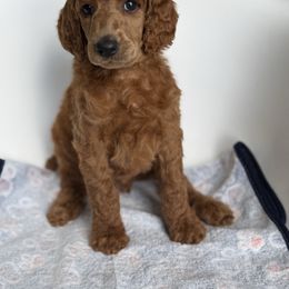 Ross - Red  male Poodle puppy in Mount Vernon, Illinois from AMC Poodles