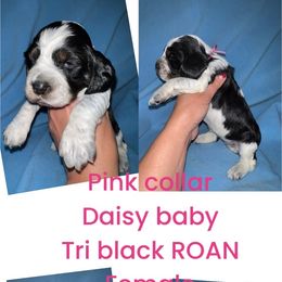 Pink collar - Black white and tan English Springer Spaniel puppy in Jamestown, Kentucky from Waterworks Springers