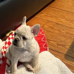 Boston Terrier and French Bulldog Puppies from Classic Boston Terriers and French Bulldogs