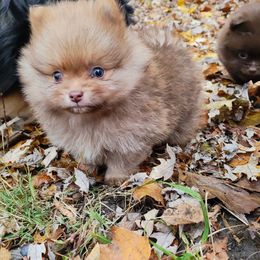 Pomeranian and Shetland Sheepdog Puppies from K&A Little Wonder's