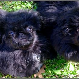 Pekingese from Happy Tail Pekingese