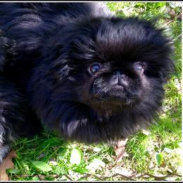 Pekingese from Happy Tail Pekingese