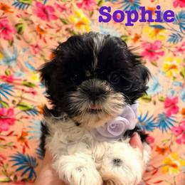 Sophie - Black and white female Shih Tzu puppy in Hemet, California from Aloha Shih Tzu