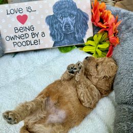 Hopper (Apricot) - Poodle puppy from AKC Mini Poodles in NOVA