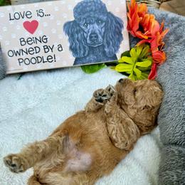 Hopper (Apricot) - Poodle puppy from AKC Mini Poodles in NOVA