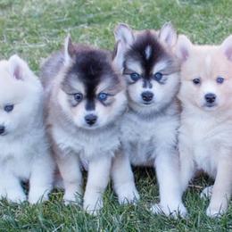 Pomskies from Little Dipper Pomskies