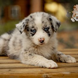Cake - Blue merle male Australian Shepherd puppy in Buena Vista, Colorado from Wigglebutts Unlimited