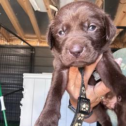 Black - Chocolate male Labrador Retriever puppy in Newton Grove, North Carolina from Wayalife Labradors & Gsp’s