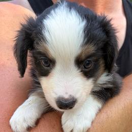 Chocolate - Black tri female Miniature Australian Shepherd puppy in Ringgold, Louisiana from Barrett's Buddies