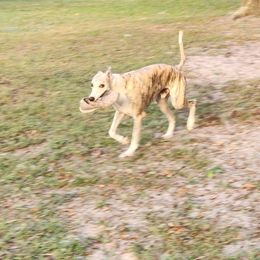 Amadeo - Whippet