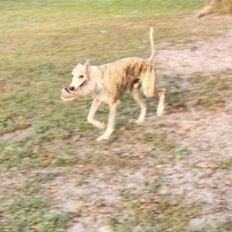 Amadeo - Whippet