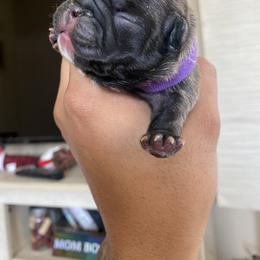 French Bulldog Puppies from Bully Mates
