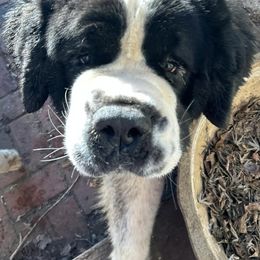 Saint Bernards from Cottonwood Creek Saints