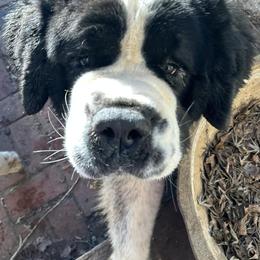 Saint Bernards from Cottonwood Creek Saints