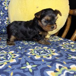 Jerry - Black and tan male Yorkshire Terrier puppy in Cisco, Texas from Charitabee’s Yorkies