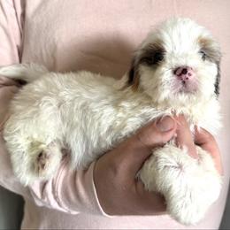 Hermione - PURPLE - White female Bernedoodle puppy in Gilbert, Arizona from Azbernedoodlepuppies