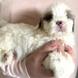 Hermione - PURPLE - White female Bernedoodle puppy in Gilbert, Arizona from Azbernedoodlepuppies