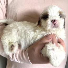 Hermione - PURPLE - White female Bernedoodle puppy in Gilbert, Arizona from Azbernedoodlepuppies