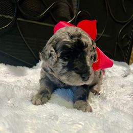 Chloe - Blue merle female Aussiedoodle puppy in Midlothian, Texas from Gray Doodles