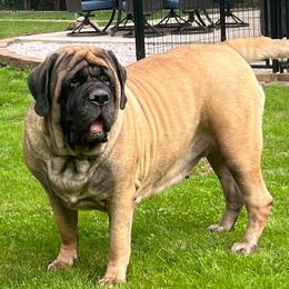 Nutmeg - Mastiff