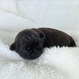 Finn - Red male Shih Tzu puppy in Waynesboro, Pennsylvania from Big Win Shih Tzus