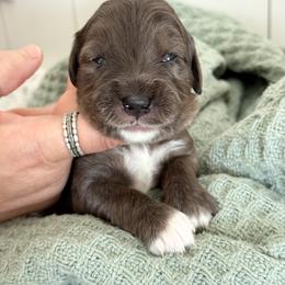 Mike - Merle male Goldendoodle puppy in Aztec, New Mexico from HappyHazelDoodles