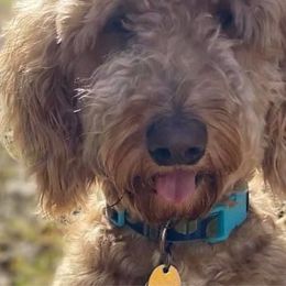 Gurgi - Goldendoodle