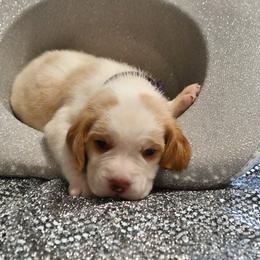 Patches - Red and white male Beagle puppy in Viper, Kentucky from Mountain Top
