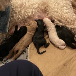 Goldendoodle Puppies from Fluff Puff Doodles