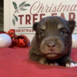 Rubble - Chocolate Pomsky puppy in Mineola, Texas from East Texas Pomskies