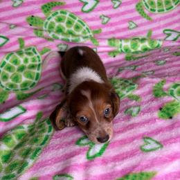 Tommy - Piebald male Dachshund puppy in Lake City, Florida from My Ditzy Doxies of Florida