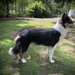 Old Time Scotch Collie All Grown Up from Hidden Orchard Farm