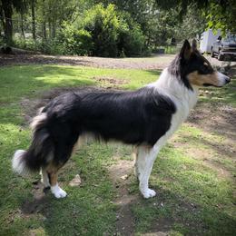 Old Time Scotch Collie All Grown Up from Hidden Orchard Farm