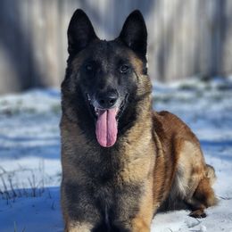 Flare - Belgian Malinois