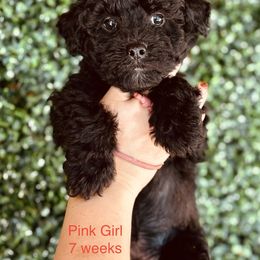 Pumi Puppies from Pimasz Kutya Kennel