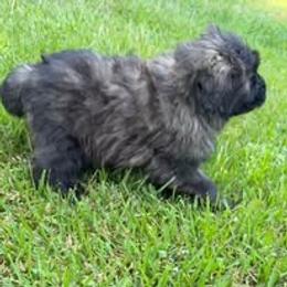 Bouvier des Flandres Puppies from Tanya Fontenot