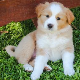 Cinder - Sable and white female English Shepherd puppy in Ozark, Missouri from Town & Country English Shepherds