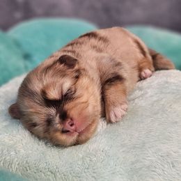 Kiana - Merle female Pomsky puppy in Southern California, California from SoCal Pomskies LLC