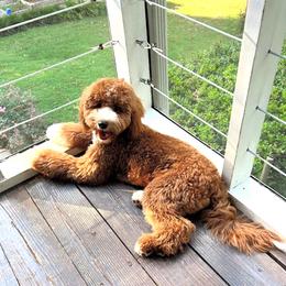 Ginger - Goldendoodle