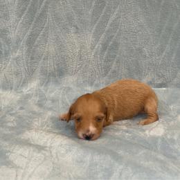 Taffy - AKC - Cream female Dachshund puppy in Gainesville, Texas from Diamond B Doxies