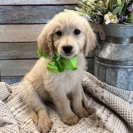 Green - Cream male Goldendoodle puppy in The Woodlands, Texas from Gracie's Goldendoodles and Bernedoodles