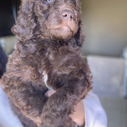 Dancer - Chocolate Goldendoodle puppy in Oak Glen, California from Oak Glen Family Doodles