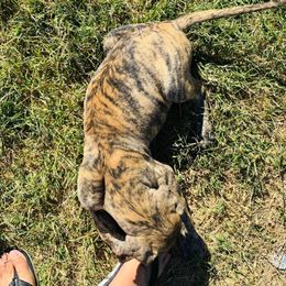 Brindle boy 3 - Brindle male Great Dane puppy in Devine, Texas from Texas Devine Danes & Aussies