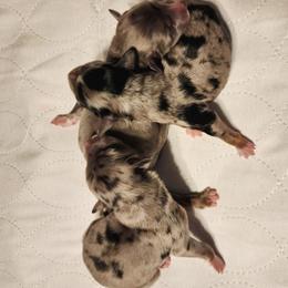 Pup 1 - Blue merle male Aussiedoodle puppy in Logansport, Indiana from Sandy Hill Farm Aussies, LLC