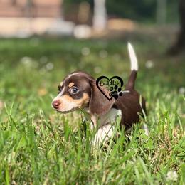 Molly (SHORTHAIR) - Chocolate and cream female Dachshund puppy in Nashville, Arkansas from Cuddles n Curls