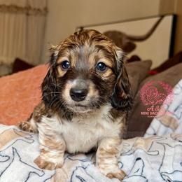 Shaggy - Piebald male Dachshund puppy in Hornbeck, Louisiana from A&Z Mini Dachshunds