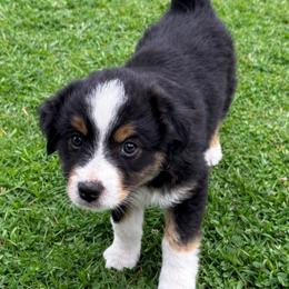 Miniature Australian Shepherd Puppies from TK Kennels