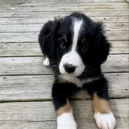 Scout - Tri-color male Bernedoodle puppy in Malvern, Arkansas from Cove Creek Companions