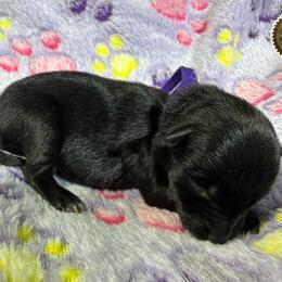 Nora - Black female Miniature Schnauzer puppy in Frankford, Delaware from Miniature Schnauzers of Delmarva